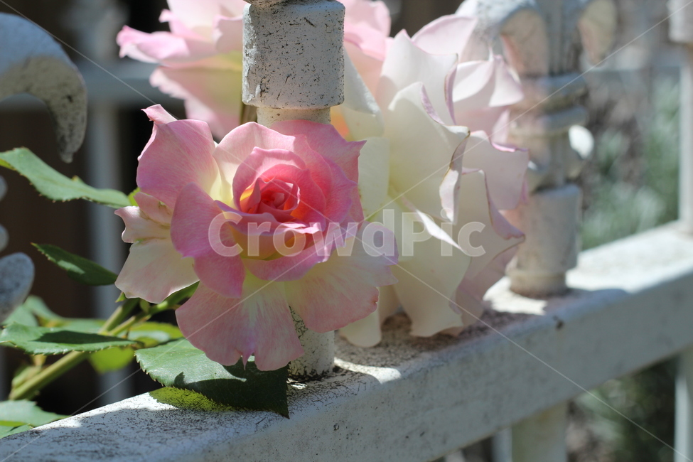 식물,flower,꽃,blossom,rose,장미,담장꽃,분홍,그라데이션,식물,자연,plants,nature,꽃,flower