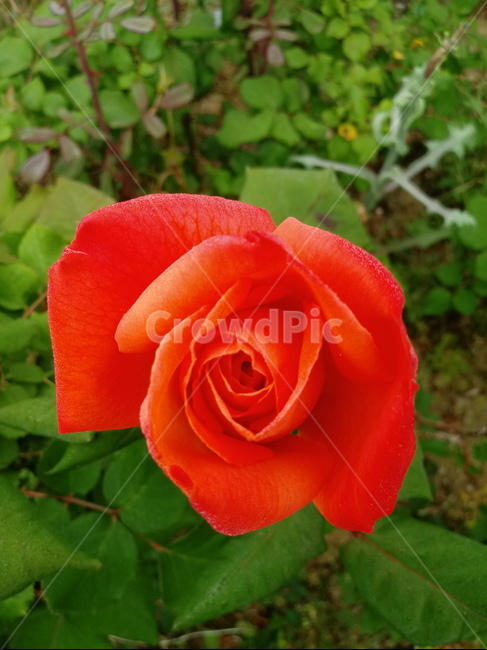 장미,장미꽃,플라워,식물,flower,로즈