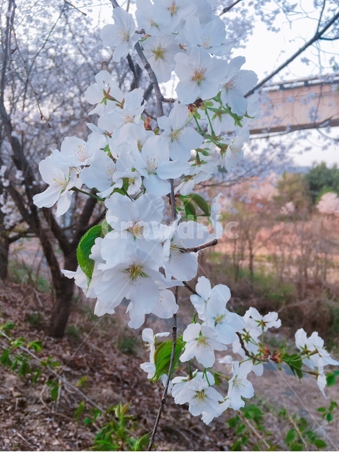 plant,식물,blossom,꽃,cherryblossom,벚꽃,flower,봄,계절,spring,season,식물,자연,plants,nature,꽃,flower