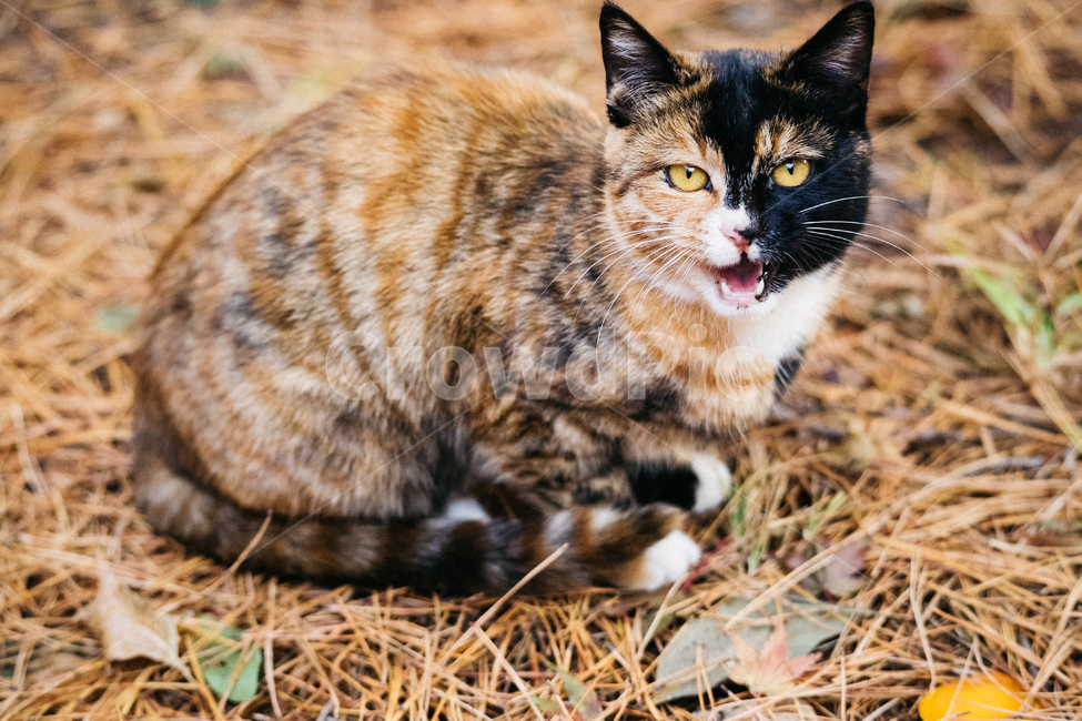 고양이,cat,길고양이,냥이,냥냥이,동물,animal,포유류,mammal,고양이,cat,kitten,kitty