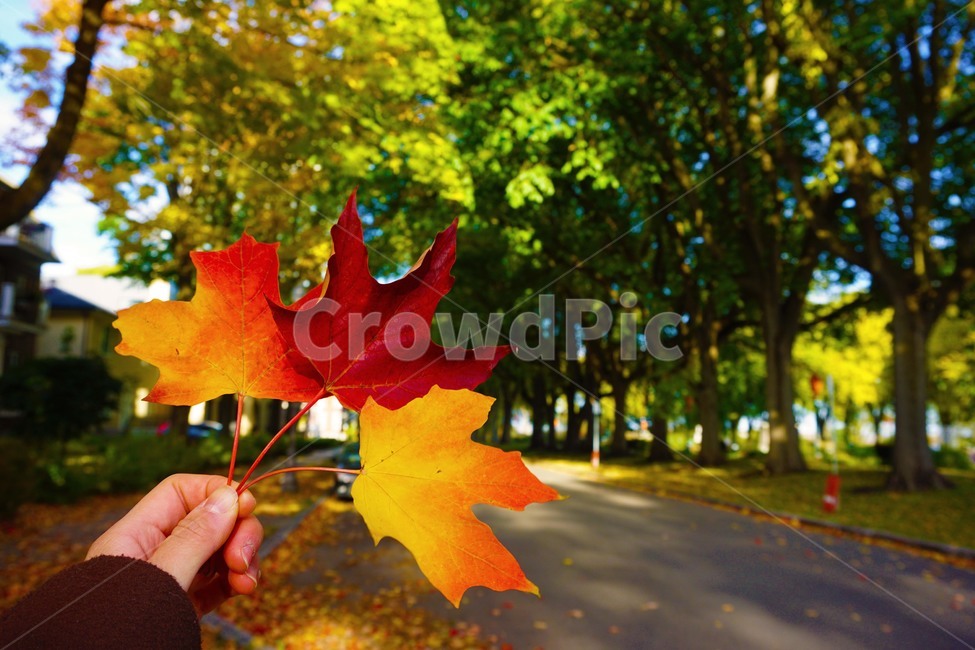가을,낙엽,가을의색깔,공원사진,캐나다가을,캐나다,fall,autumn,autumnleaves