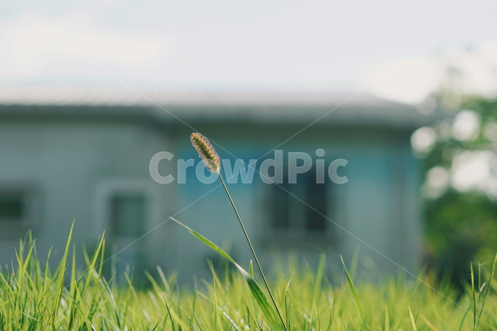 강아지풀,foxtail,식물,plant,잔디,grass,lawn,식물,자연,plants,nature