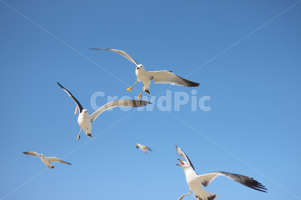 갈매기,비행,seagull,하늘,갈매기때,sky,푸른,맑은