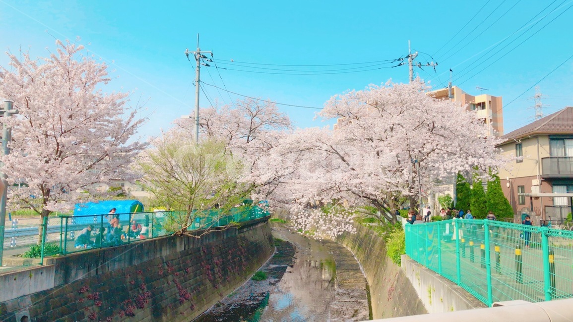 벚꽃,풍경,하늘,일본,맑음