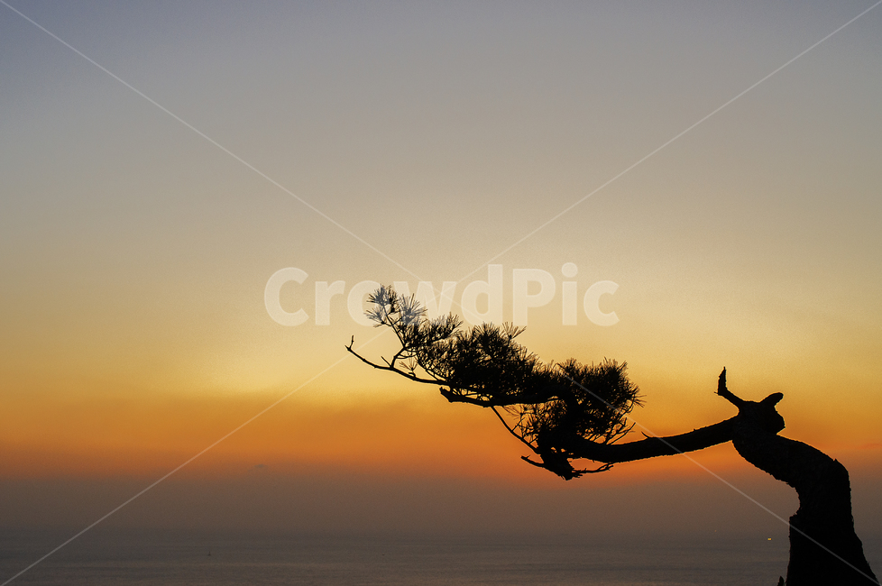 태종대,부산,바다,일출,소나무,나무,바닷가,절벽,아침,햇살,nature,자연,outdoors,옥외,silhouette,실루엣,busan,taejongdae,sun,sunrise,sea,자연,풍경,nature,landscape