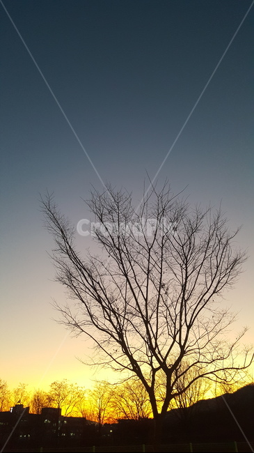 겨울,노을,일몰,석양,sunset,magichour,winter,개와늑대의시간,실루엣,자연,풍경,nature,landscape,실루엣,그림자,silhouette,shadow,outdoors,옥외
