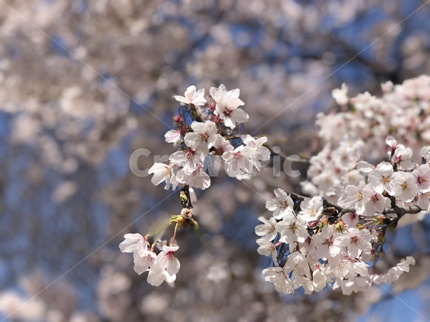 꽃,flower,벚꽃,공원,축제,식물,자연,plants,nature,꽃,flower