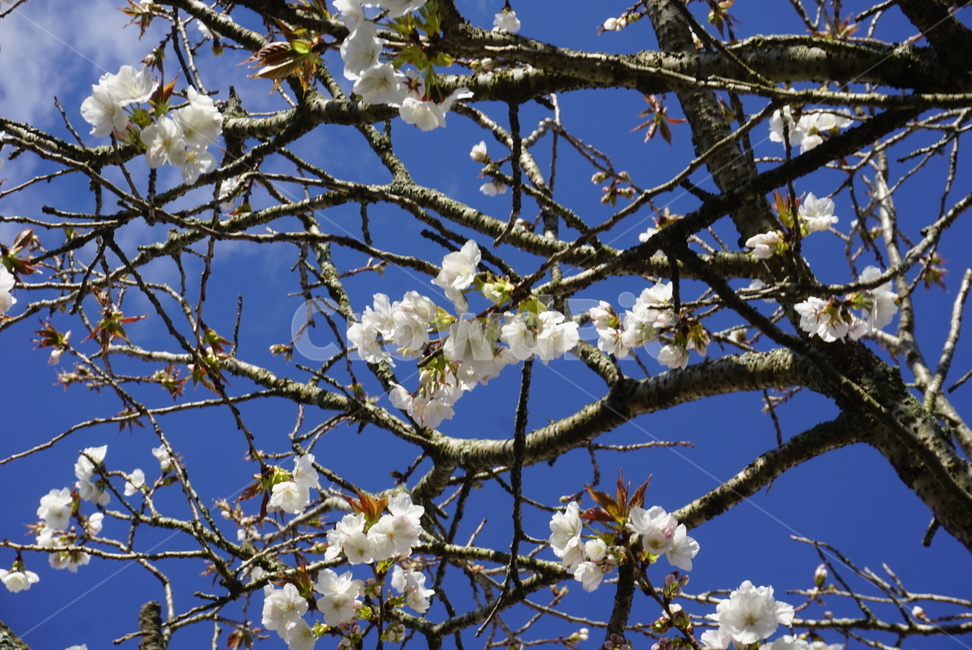 꽃,봄,자연,식물,햇살,봄,계절,spring,season,식물,자연,plants,nature,꽃,flower,plant