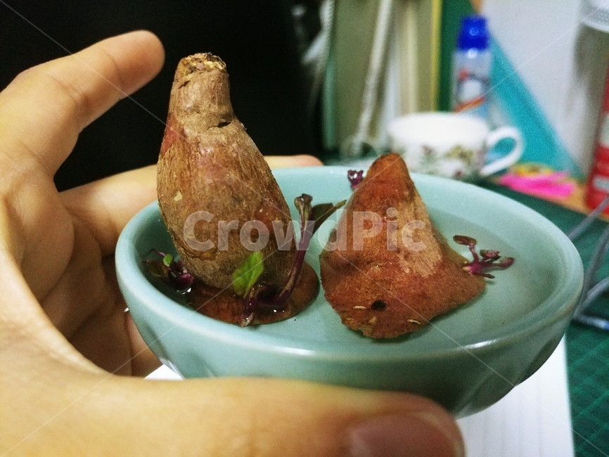 식물,야채,고구마,싹,수중재배,발아