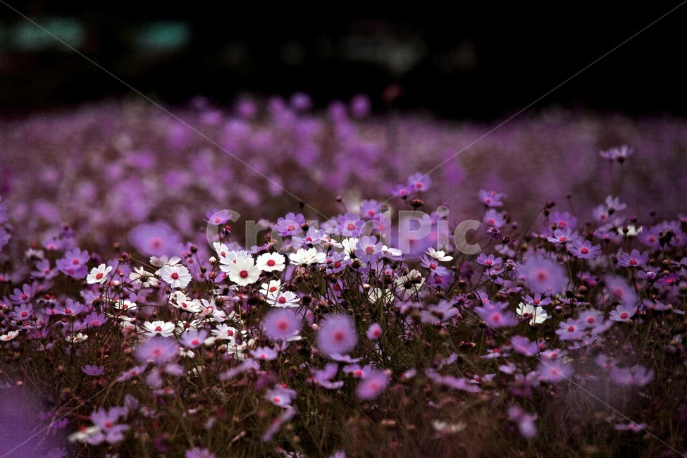 코스모스,식물,꽃,축제,풍경,보라색,가을,계절,fall,autumn,season,식물,자연,plants,nature,꽃,flower