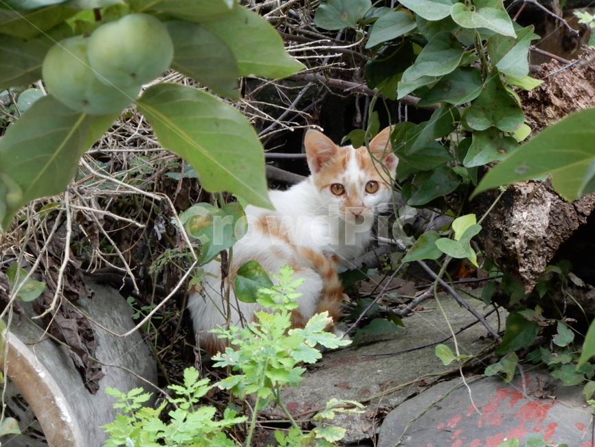 고양이,치즈,길고양이,노란색,cat,animal,아기고양이,고양이,cat,kitten,kitty