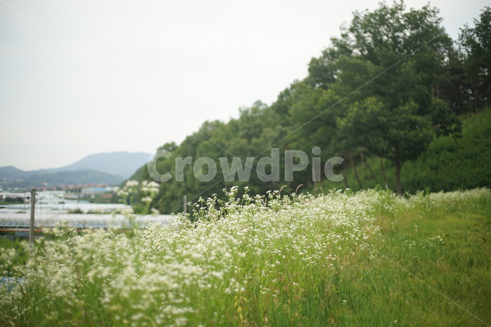 들판,꽃,나무,여름,풀,자연,풍경,nature,landscape,outdoors,옥외,grassland,목초지,field,들,rural,농촌,farm,농장,meadow