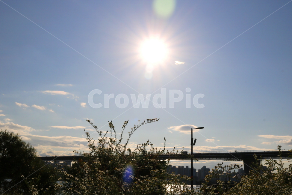 꽃,쑥부쟁이,식물,야생화,들꽃,미국쑥부쟁이,털쑥부쟁이,국화,국화과,자연,흰꽃,작은꽃,하늘,맑은하늘,태양,빛,햇빛,다리,철교,한강다리,한강,식물,자연,plants,nature