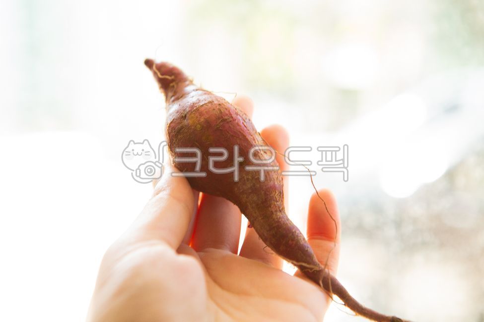 chestnut sweet potato,sweet potato,Fresh sweet potatoes,Pumpkin Sweet Potato,vegetable,food,seasonal food,fall food ingredients,Roasted Sweet Potato,Beni Haruka,autumn,diet food,Seasonal ingredients
