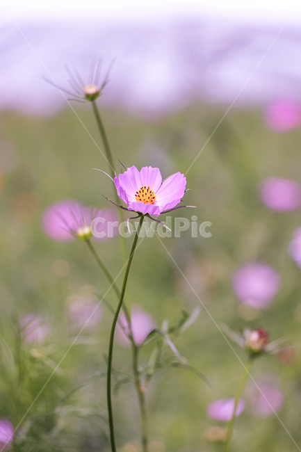 식물,꽃,코스모스,가을,blossom,flower,plant,식물,자연,plants,nature,꽃,flower