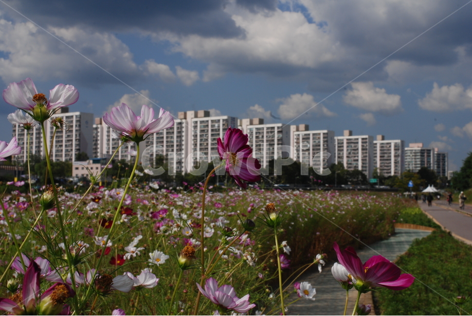 하천,꽃,가을,가을하늘,도심,아파트,코스모스,식물,자연,plants,nature,꽃,flower