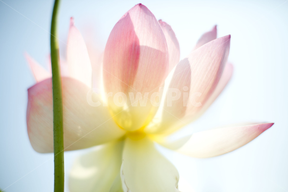연꽃,수련,분홍색,여름꽃,flower,lotus