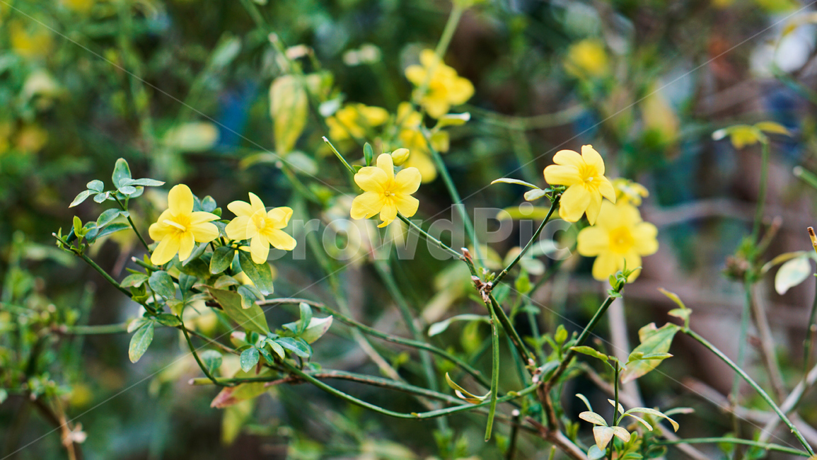 허브,꽃,식물,온실,화원,생화,조화,flower,plant,nature,자연,식물,자연,plants,nature,꽃,flower