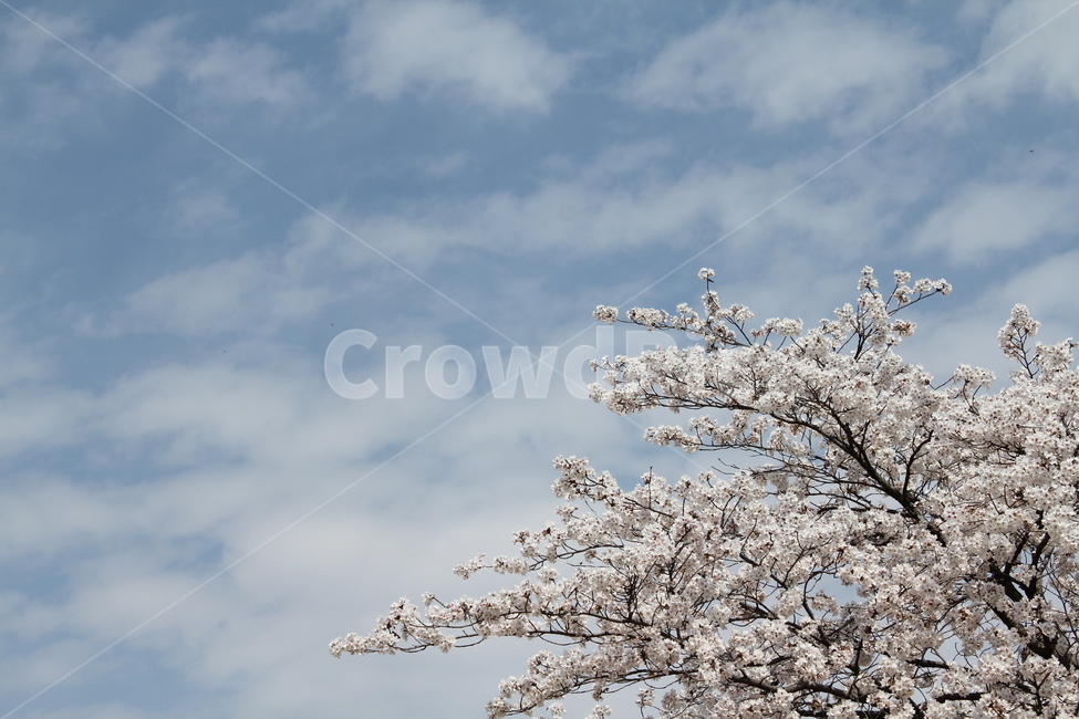 풍경,자연,벚꽃,봄,경치,꽃나무,봄꽃,봄,계절,spring,season,식물,자연,plants,nature,꽃,flower,plant,blossom