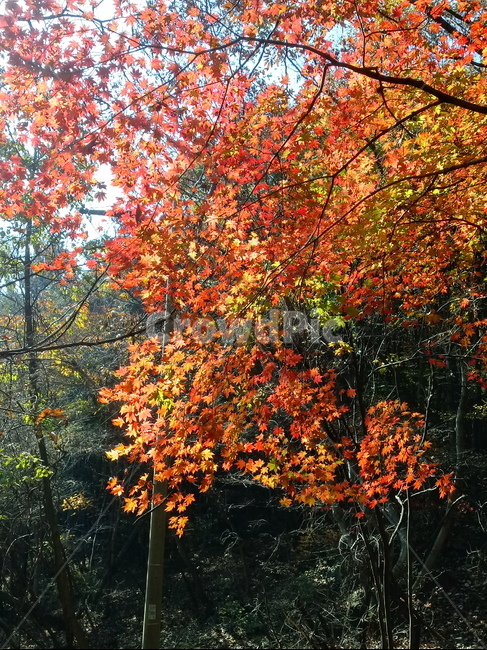 낙엽,단풍,落葉,leaves,나뭇잎,단풍나무,식물,maple,낙엽활엽관목,잎,계절,가을,자연,풍경,outdoors,옥외,fallautumnseason,naturelandscape,풍경사진,가을,계절,fall,autumn,season,leaf,plant,tree,나무