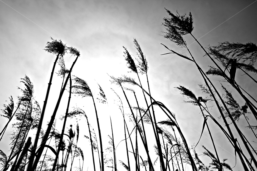 갈대,식물,자연,풍경,배경,하늘vndrhkd,자연,풍경,nature,landscape,흑백,모노톤,monochrome,black and white,grass,잔디,plant,lawn,reed