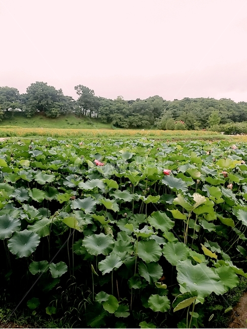 연꽃,lotus,꽃,자연,감성,여름,색감,아름다움,flower,풍경,식물,plants,nature,정물,비,장마,연잎,꽃봉오리,안압지,우아,접사,연밭,수생,연꽃축제,피어나다,녹색,잎,계절,lotusleaf,bloom,blossom,leaf,연,습지