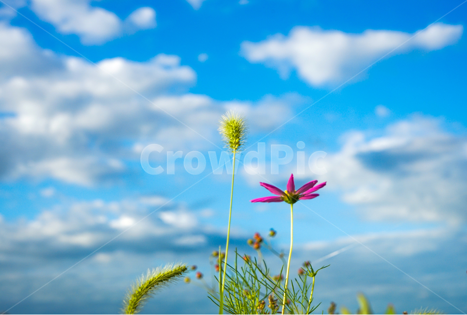 강아지풀,코스모스,하늘,구름,꽃,자연,감성,식물,자연,plants,nature,꽃,flower