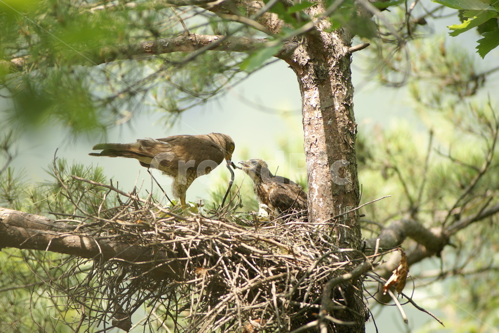 왕새매,멸종위기종,희귀종,철새,조류,동물,animal,조류,새,birds