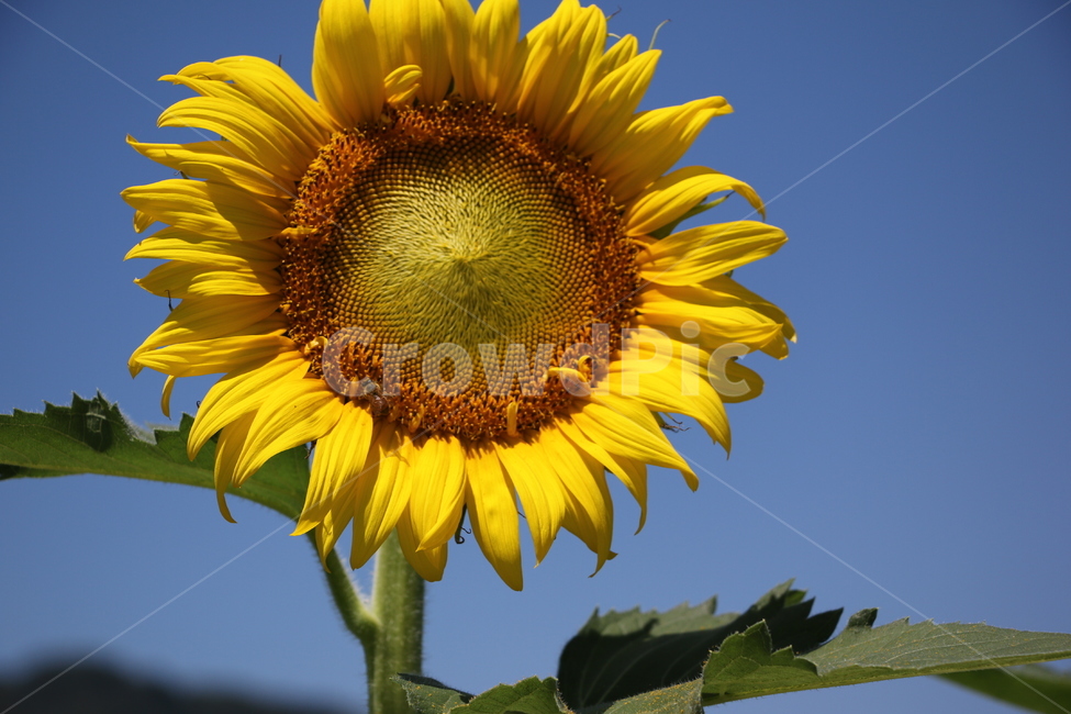 해바라기,식물,자연,노란색,plant,flower,꽃,blossom,해바라기씨,꽃잎,yellow,하늘,푸른하늘,sky,파란하늘,나뭇잎,잎,여름,계절,summer,season,식물,자연,plants,nature,꽃,flower