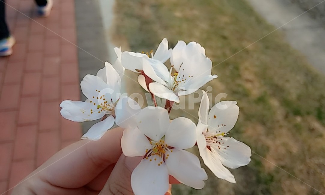 봄,꽃잎,벚꽃,꽃,꽃송이