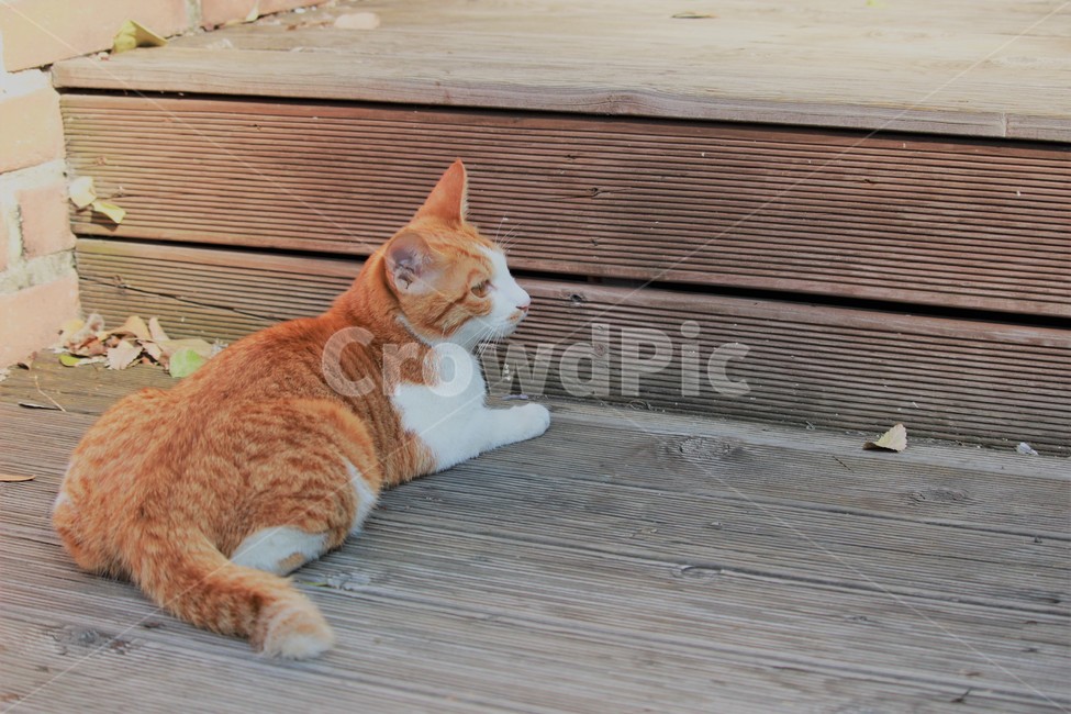animal,동물,고양이,cat,pet,동물,animal,포유류,mammal,고양이,cat,kitten,kitty