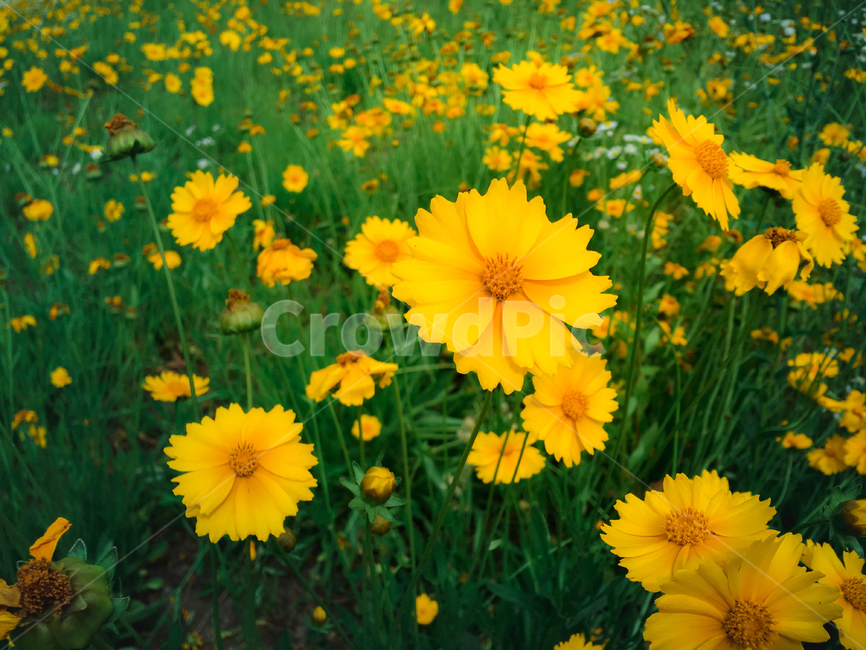 야생화,들,자연,nature,식물,grassland,목초지,들국화,아름다운,그린,yellow,green,beauty,식물,자연,plants,nature,꽃,flower