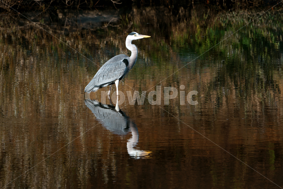왜가리,새,조류,철새,야생,야생동물,동물,자연,생태,생태계,heron,bird,animal,동물,animal,조류,새,birds