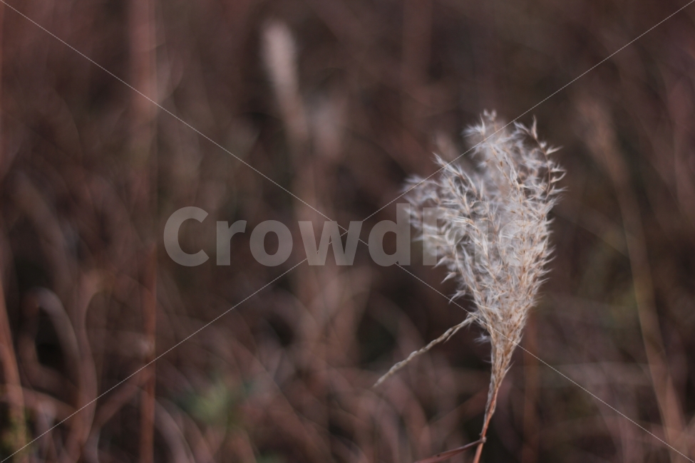 가을,추위,억새,하늘,풍경,autumn,cool,tatch,silvergrass,scenery,landscape,cityscape,노을,sunset,가을,계절,fall,autumn,season,식물,자연,plants,nature,감성,sensible,feeling,grass,잔디,plant,lawn