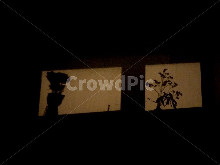 그림자,꽃병,방안,새벽,그림자속꽃병,꽃,flower,실루엣,그림자,silhouette,shadow