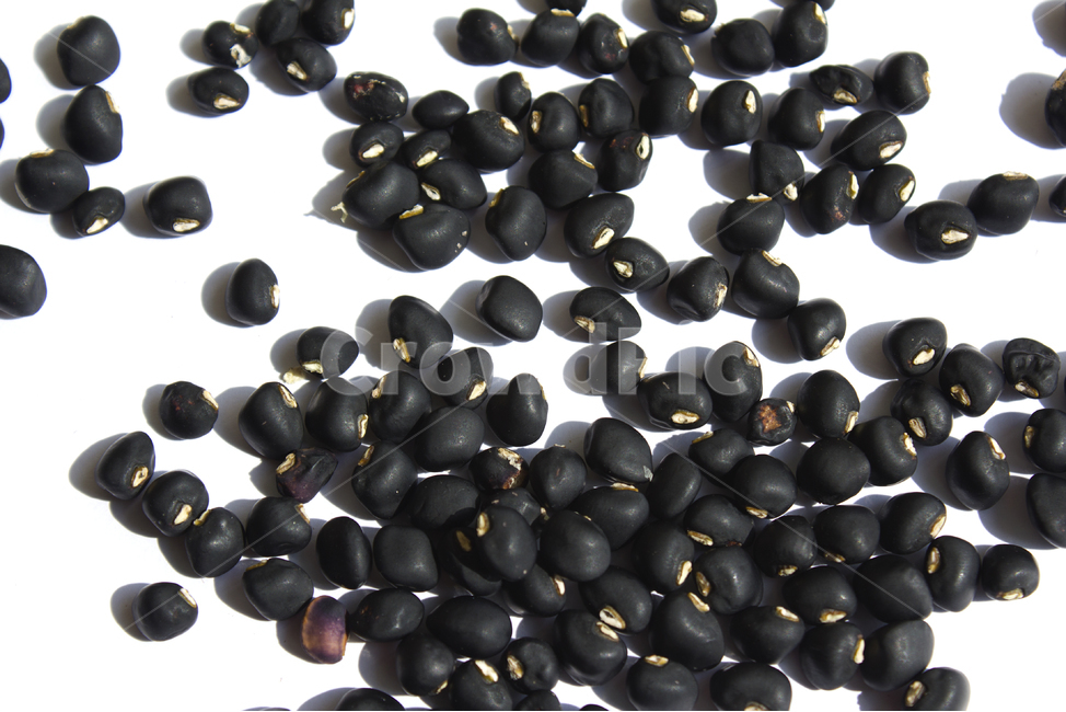 top view,Fruit,nature,black,white background,collected,crops,top angle,food,grains,Black color,black beans,plant,pulse,Food Ingredients,ingredients,grain,collect,bean,tower