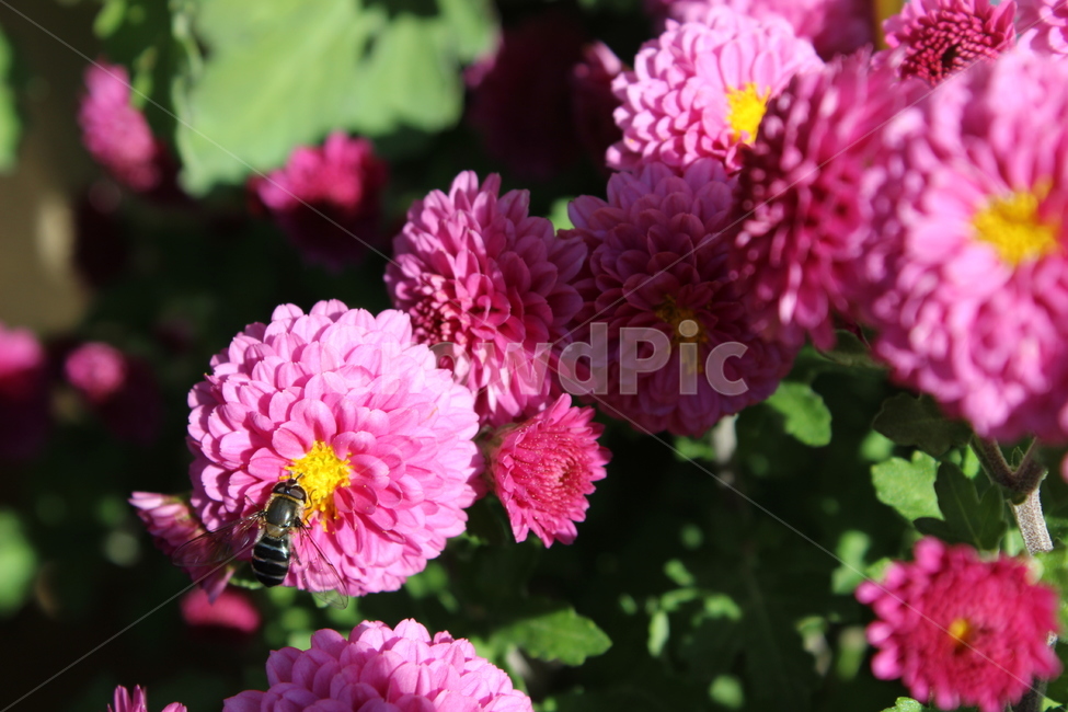 꽃,벌,꿀벌,봄,자연,flower,bee,spring,nature,식물,자연,plants,nature,꽃,flower,동물,animal,곤충,벌레,insect,bug