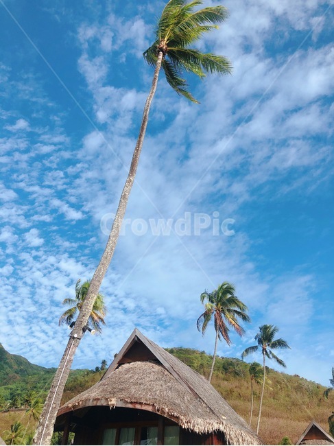 야자나무,야자수,휴양지,여름휴가,여름,하늘,감성사진,tropical,palmtree,식물,tree,나무,summer,arecaceae