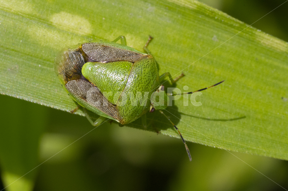노린재,벌레,곤충,여름,풀잎,가을곤충,여름곤충,곤충,벌레,insect,bug