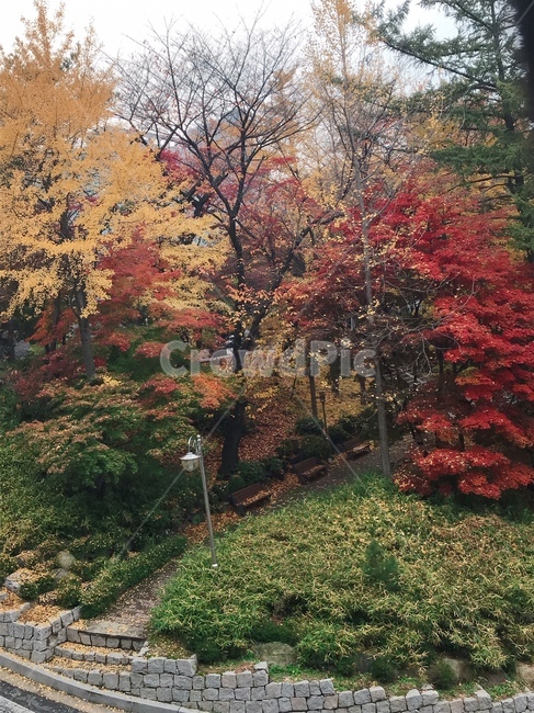가을,단풍나무,단풍,낙엽,초겨울