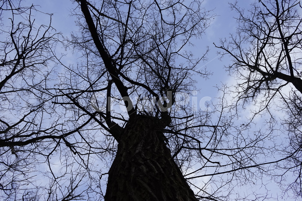 실루엣,초겨울,계절,하늘,silhouette,자연,가지,고목,나무,blue,season,winter,branch,tree,식물,자연,plants,nature,나무,trees,wood