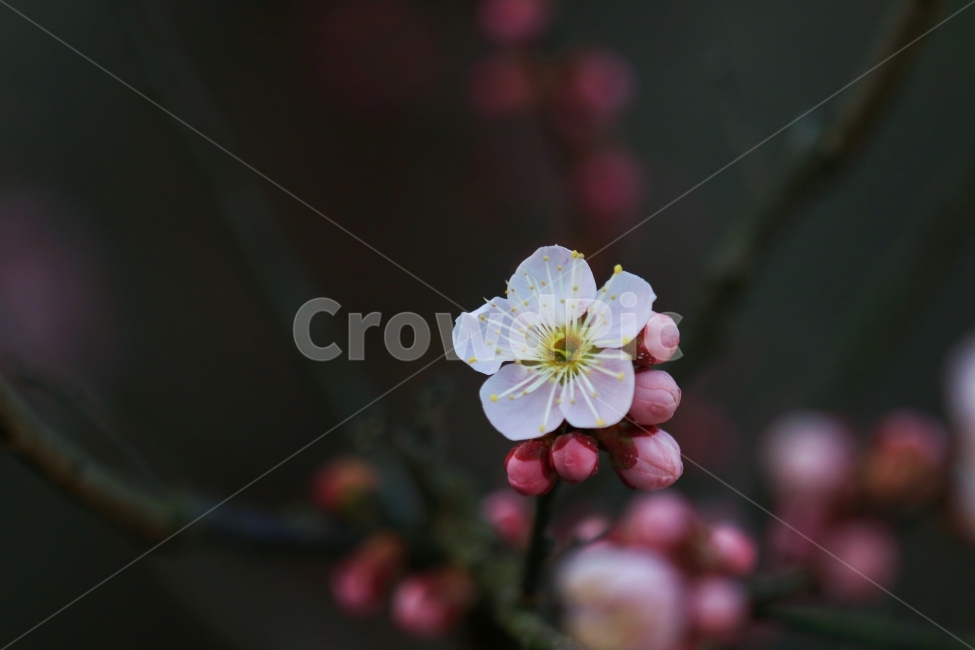 매화,꽃,매실꽃,봄,봄꽃,풍경,접사,식물,자연,plants,nature,꽃,flower