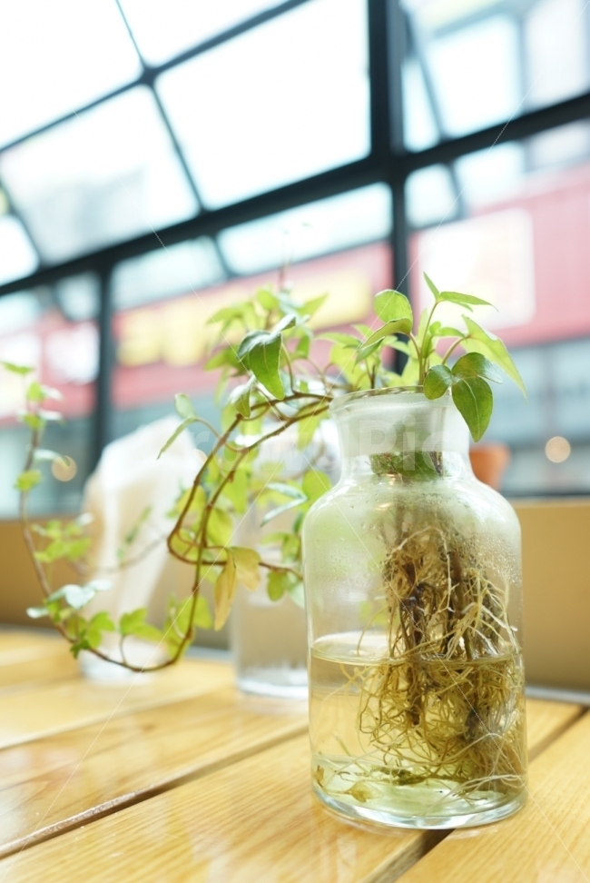 식물,풀,꽃병,투명,병,유리병,뿌리,자연광,인테리어,소품,vase,bottle,plants,식물,자연,plants,nature