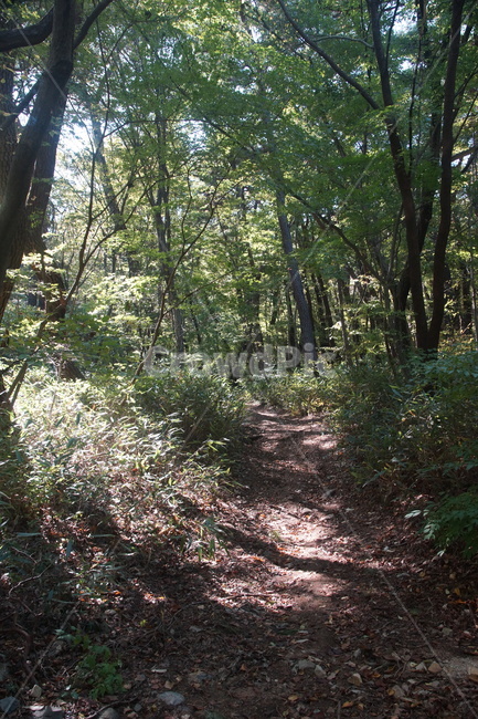 plant,식물,vegetation,초목,tree,나무,woodland,삼림지,숲,forest,통로,path,산책길,오솔길,lane,trail,apaththroughaforest,가을,fall,autumn,가을빛,autumnaltints,자연,nature,석남사,seongnamsatemple,울산,ulsan