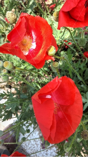 양귀비,빨간색꽃,꽃,제라늄,flower,plant,식물