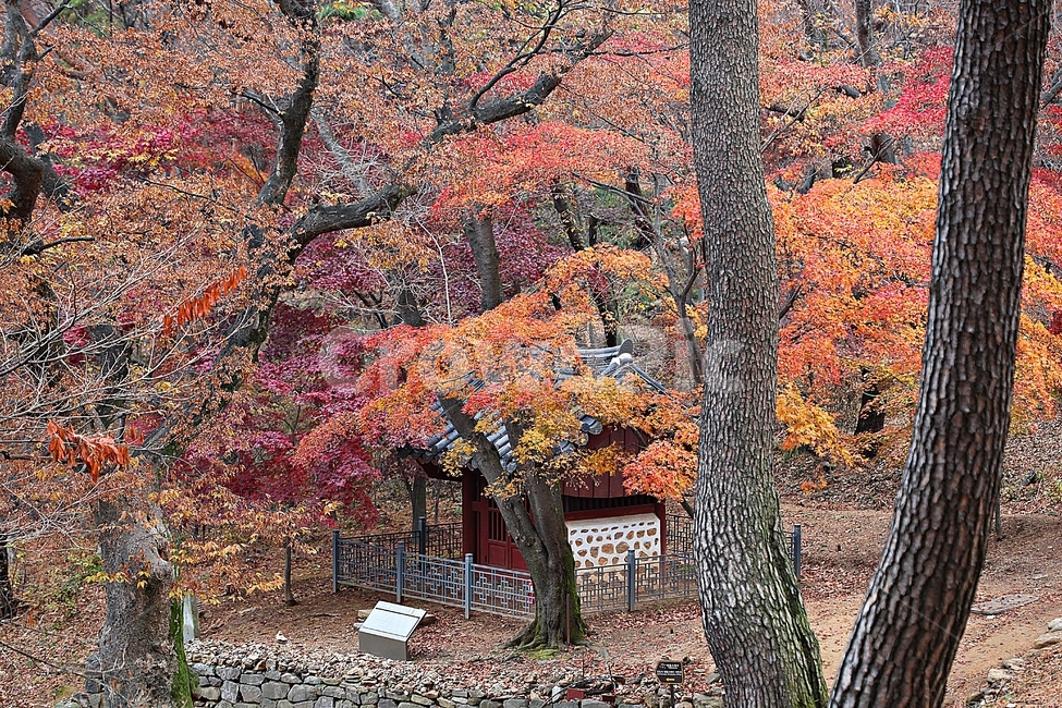 단풍,낙엽,가을,울긋불긋,나무잎,잎,식물,자연,가을,계절,fall,autumn,season,자연,풍경,nature,landscape
