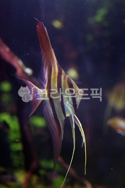 엔젤피쉬,animal,물고기,관상어,알텀앤젤,ornamentalfish,동물,fish,angelfish,남미어종,southamericanfish