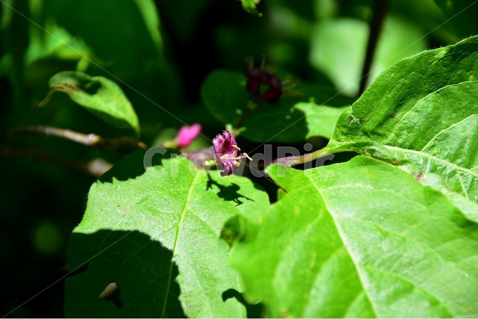 홍괴불나무,야생화,꽃,식물,자연,생태,플라워,flower,plants,nature,식물,자연,plants,nature,꽃,flower
