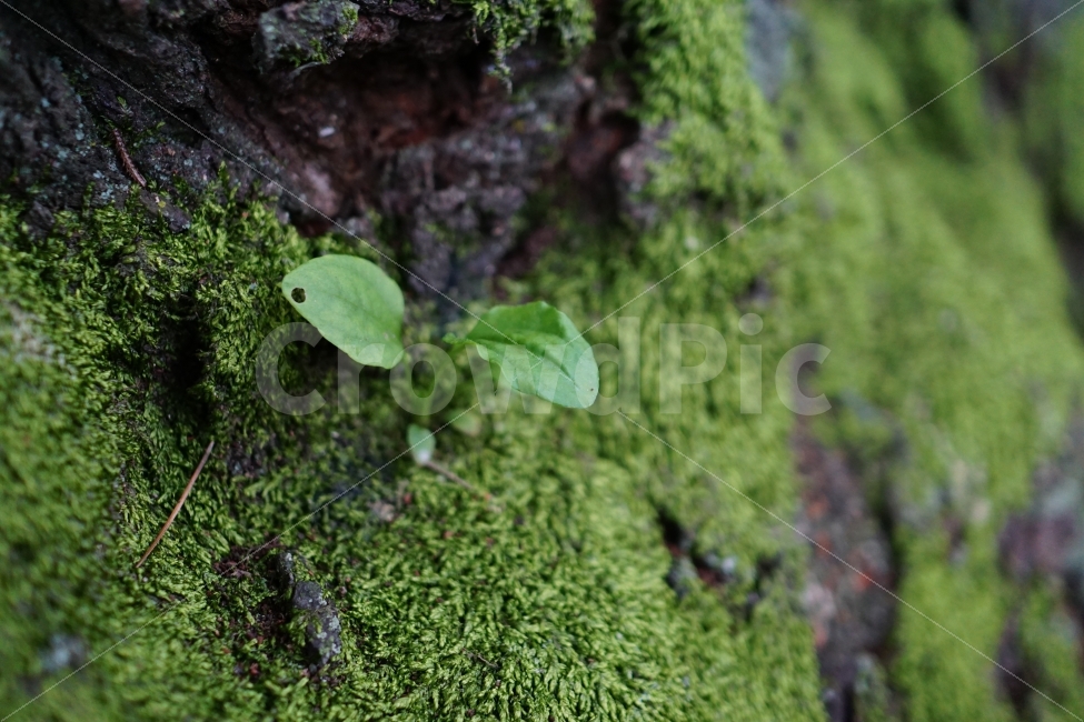 나무,풀,이파리,싹,자연,잎사귀,nature,식물,여름,summer,녹색,그린,green,color,풍경,landscape,계절,season,plants,식물,자연,plants,nature