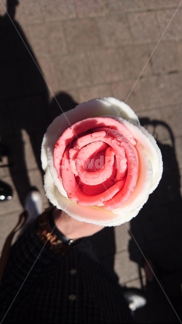 blossom,rose,장미,flower,꽃,아이스크림,icecream,장미아이스크림,아이스크림콘